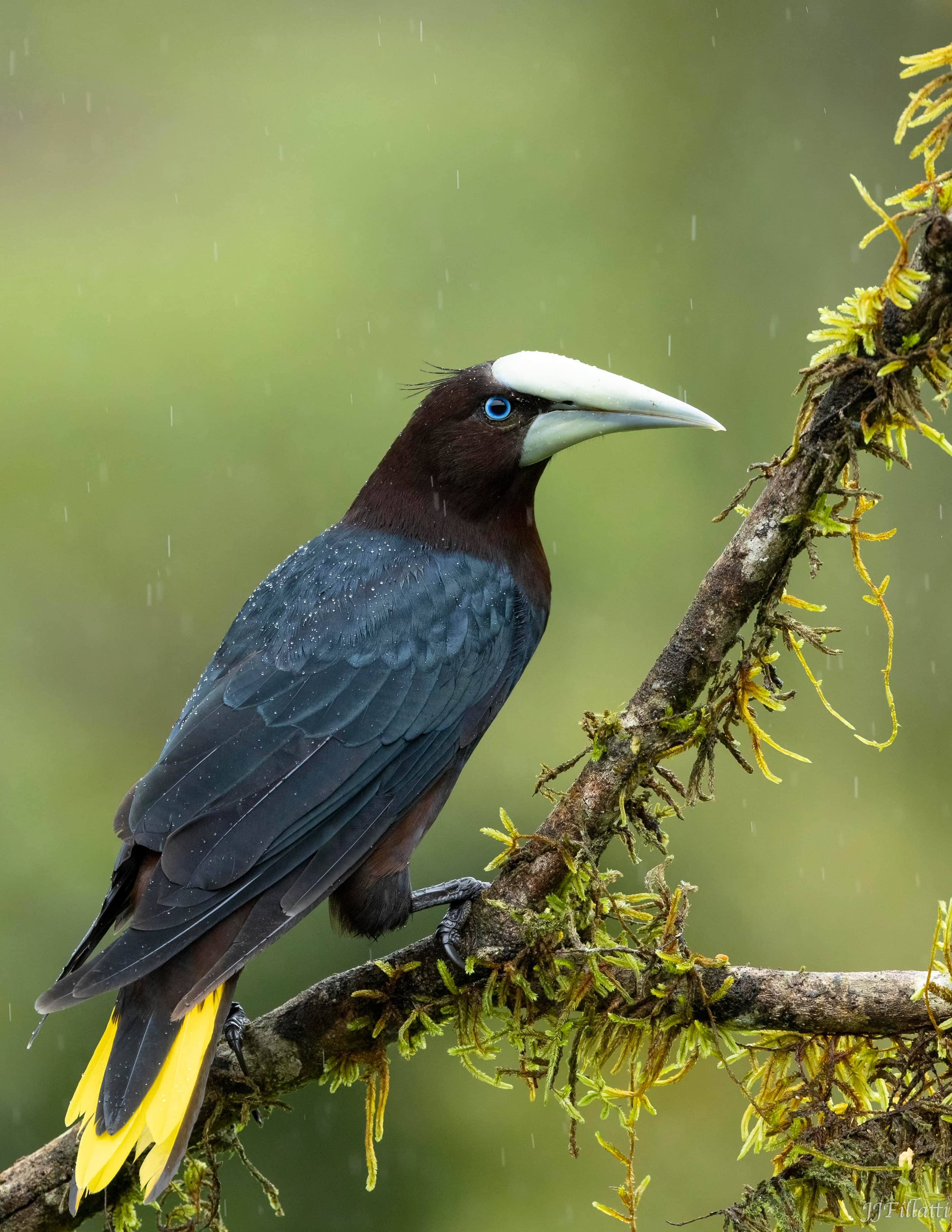 bird of Costa Rica image 2